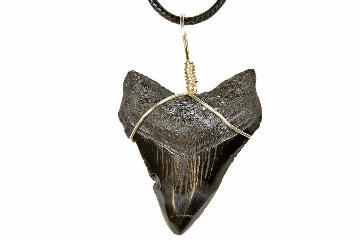 1.85" Fossil Megalodon Tooth Necklace